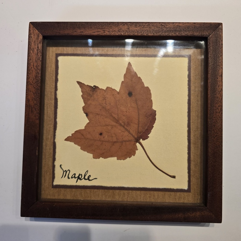 2001 Pressed Red Maple Leaf Framed Wall Art Nature Decor Handmade Botanical 8x8